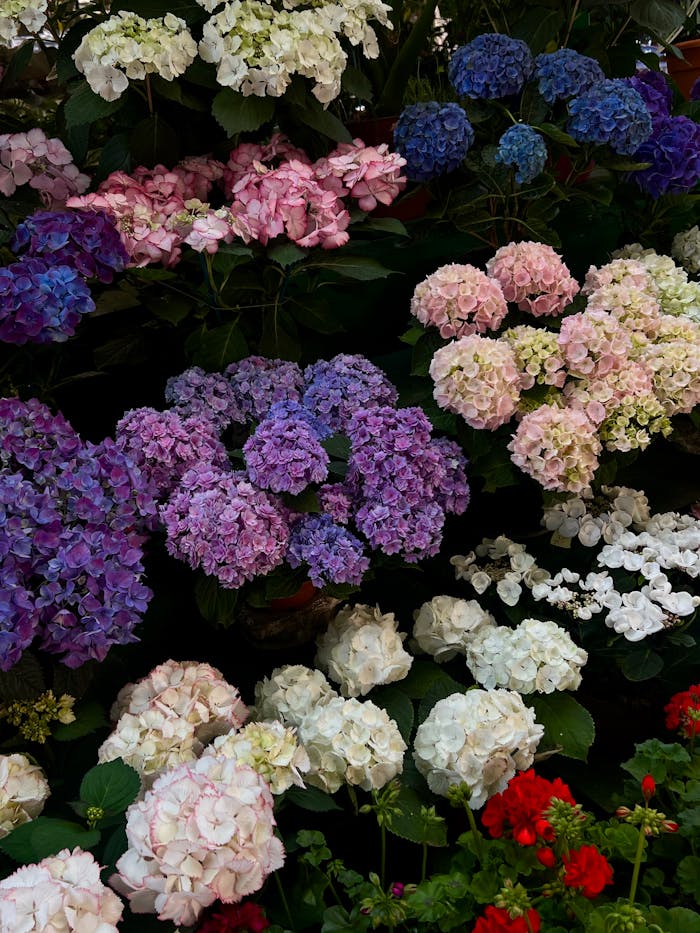 A stunning collection of colorful hydrangeas in full bloom, featuring shades of purple, pink, and white.